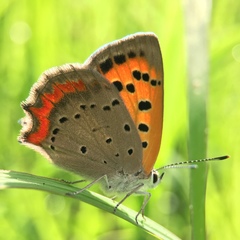 Lycaena phlaeas daimio