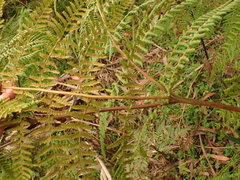 Hypolepis glandulifera