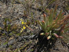 Dudleya variegata