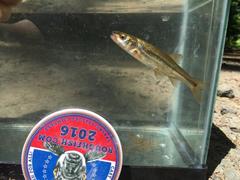 Ptychocheilus umpquae