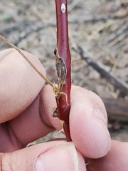 Diplolepis nodulosa