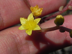 Dudleya variegata