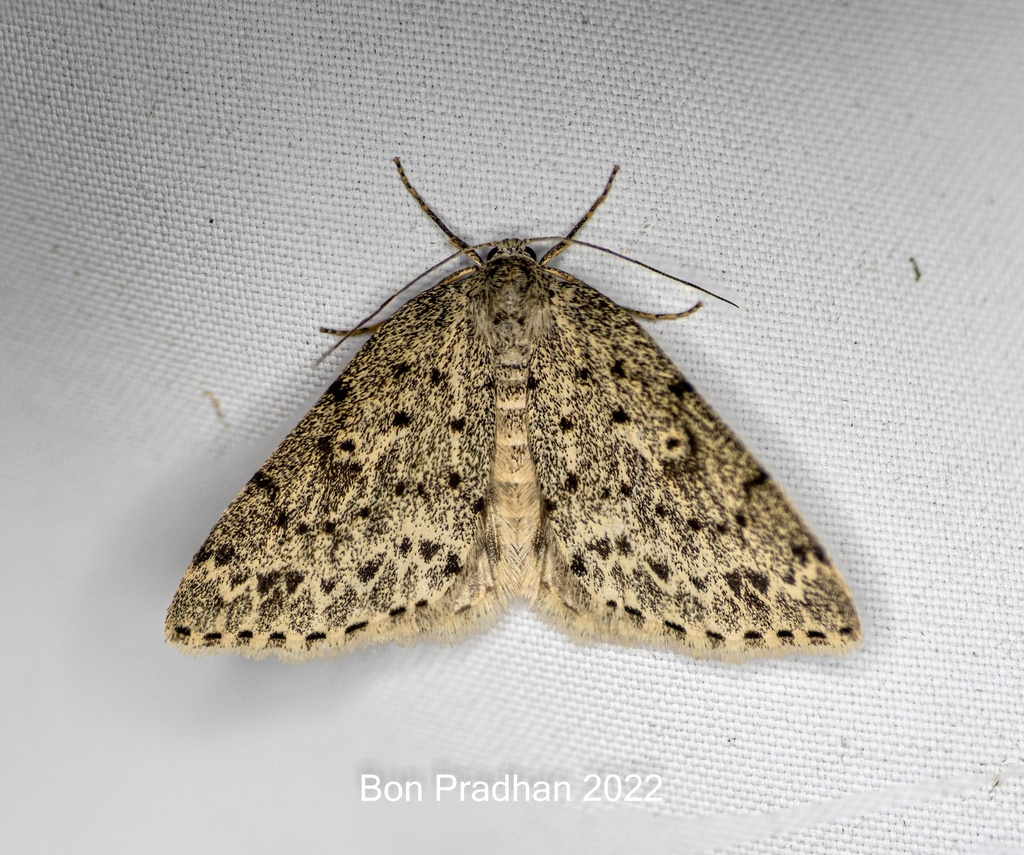 Naxidia irrorata