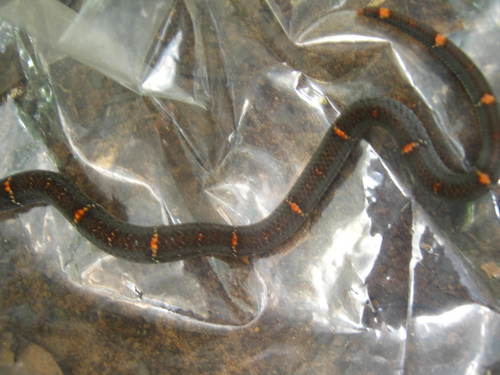 Annam kukri snake