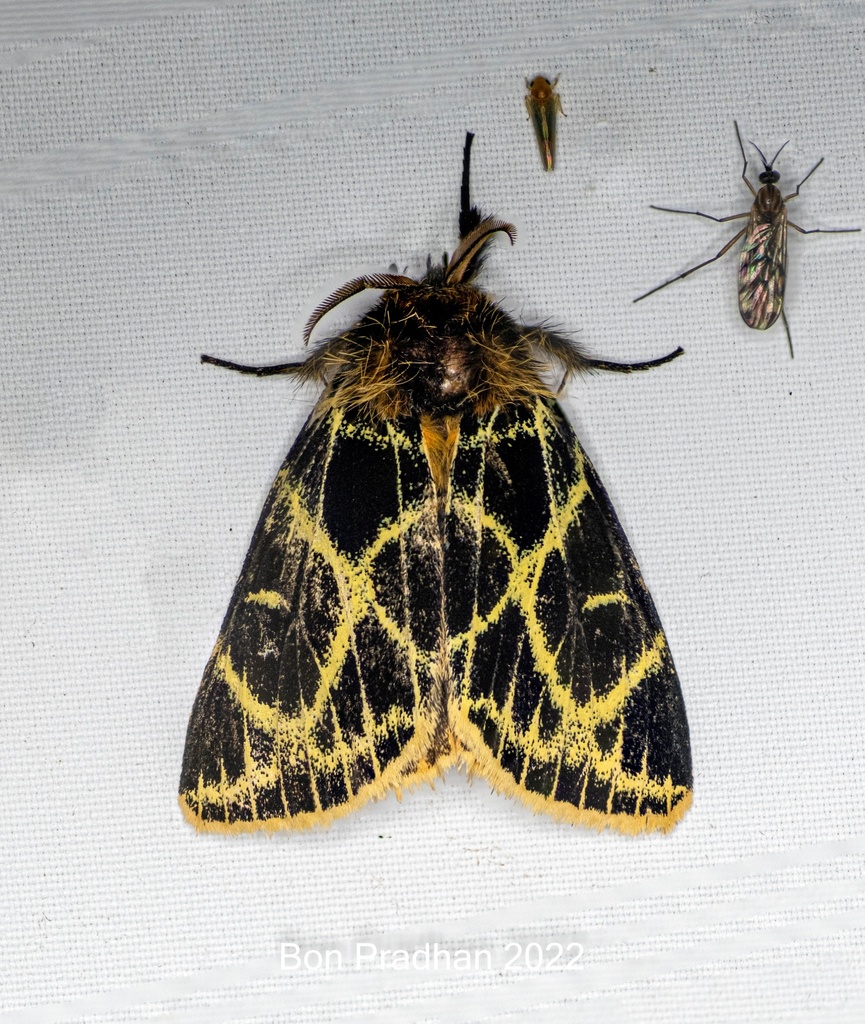 Pida calligramma