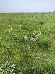Baptisia alba macrophylla