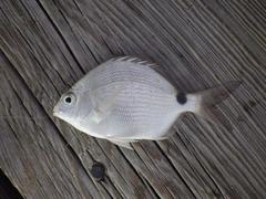 Diplodus caudimacula