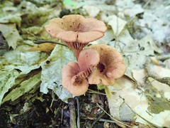 Lactarius areolatus