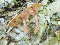 Lactarius areolatus