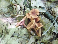 Lactarius areolatus