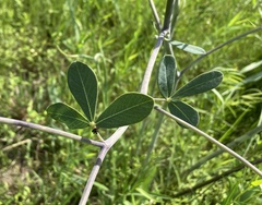 Baptisia alba macrophylla