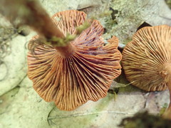 Lactarius areolatus