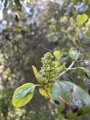 Ceanothus incanus