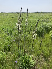 Baptisia alba macrophylla