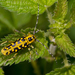 Ladder-marked Longhorn Beetle - Photo (c) Paul Cools, some rights reserved (CC BY-NC), uploaded by Paul Cools