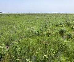 Baptisia alba macrophylla