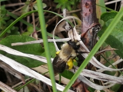 Andrena carlini