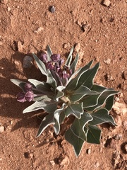 Asclepias ruthiae