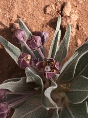 Asclepias ruthiae