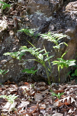 Polygonatum pubescens