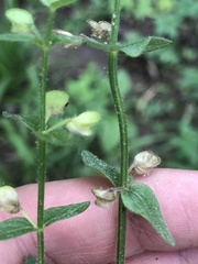 Scutellaria parvula australis