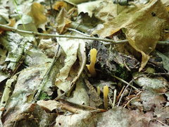 Microglossum olivaceum