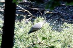 Ardea cinerea