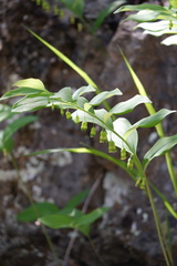 Polygonatum pubescens