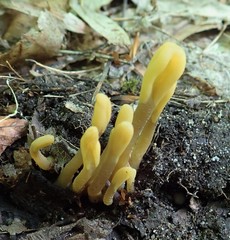 Microglossum olivaceum