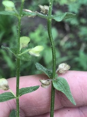 Scutellaria parvula australis