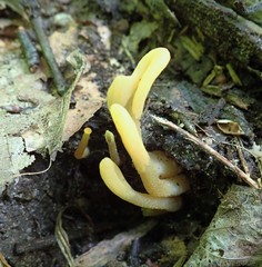 Microglossum olivaceum