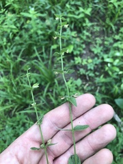 Scutellaria parvula australis