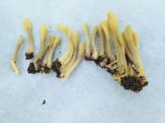 Microglossum olivaceum