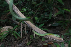 Boiga cyanea