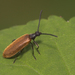 Rough-Haired Lagria Beetle - Photo (c) Paul Cools, some rights reserved (CC BY-NC), uploaded by Paul Cools