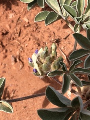 Pediomelum megalanthum