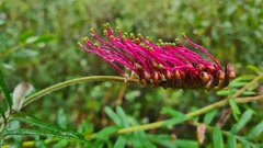 Grevillea caleyi