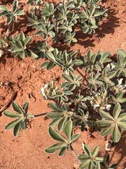 Pediomelum megalanthum