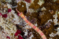 Corythoichthys flavofasciatus