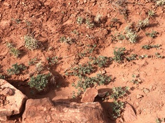 Pediomelum megalanthum