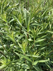 Solidago speciosa rigidiuscula