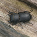 Lesser Stag Beetle - Photo (c) Paul Cools, some rights reserved (CC BY-NC)