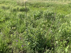 Solidago speciosa rigidiuscula