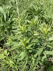 Solidago speciosa rigidiuscula