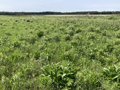 Solidago speciosa rigidiuscula