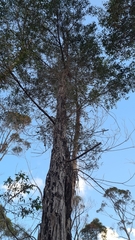 Angophora bakeri