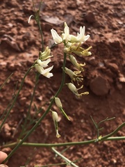 Astragalus lonchocarpus