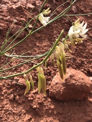 Astragalus lonchocarpus