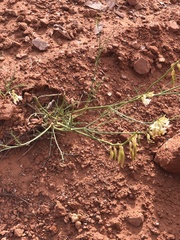 Astragalus lonchocarpus