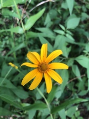 Heliopsis gracilis
